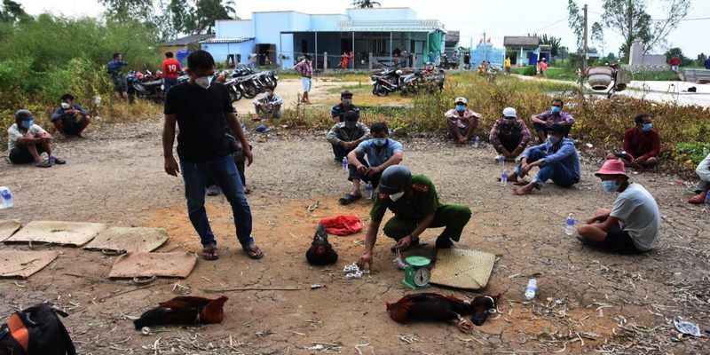 Thực Hư Bắt Đá Gà Ở Tiền Giang Hôm Nay - Cập Nhật Mới Nhất 2022 6 Bắt đá gà ở Tiền Giang hôm nay