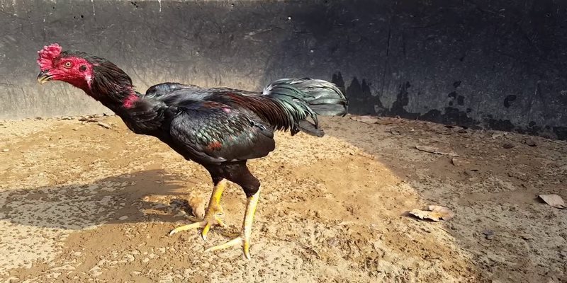 Những Cách Chăm sóc Gà Sau Khi Đá Về Phục Hồi Nhanh 5 cách chăm sóc gà sau khi đá về
