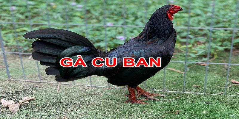 Hướng Dẫn Cách Nhận Biết Gà Cuban Chuẩn Nhất Cho Các Sư Kê 5 cách nhận biết gà Cuban