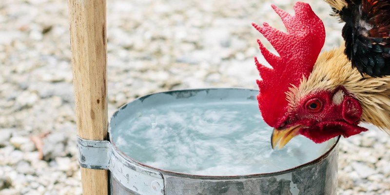 Gà Uống Nước Liên Tục Và Những Lưu Ý Cho Anh Em Chủ Kê 4 Gà uống nước liên tục
