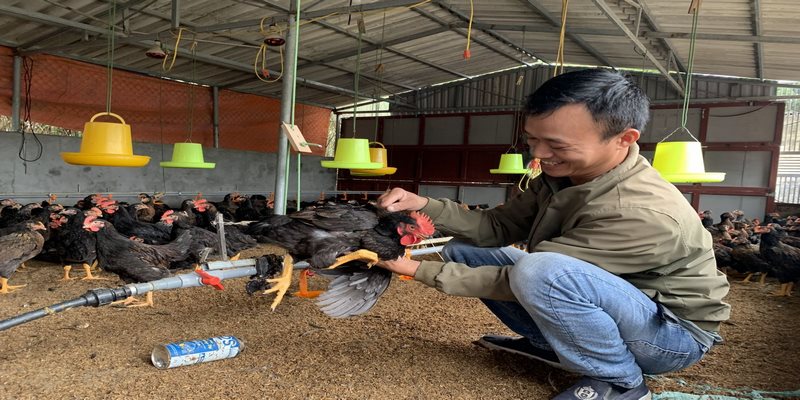 Trại Gà Nguyễn Thiện Thống Nhất Đồng Nai Việt Nam - Hoành Tráng Đến Ngỡ Ngàng 4 Trại Gà Nguyễn Thiện Thống Nhất Đồng Nai Việt Nam