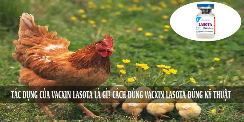 Vacxin Lasota Chịu Nhiệt Có Tác Dụng Gì? Cách Sử Dụng? 6 Vacxin Lasota Chịu Nhiệt Có Tác Dụng Gì